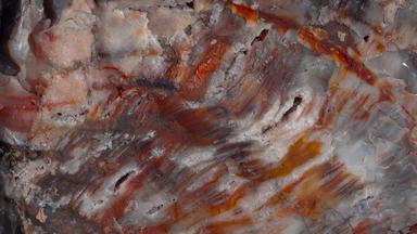 树干石化树多色的晶体矿物质特写镜头石化森林国家公园亚利桑那州